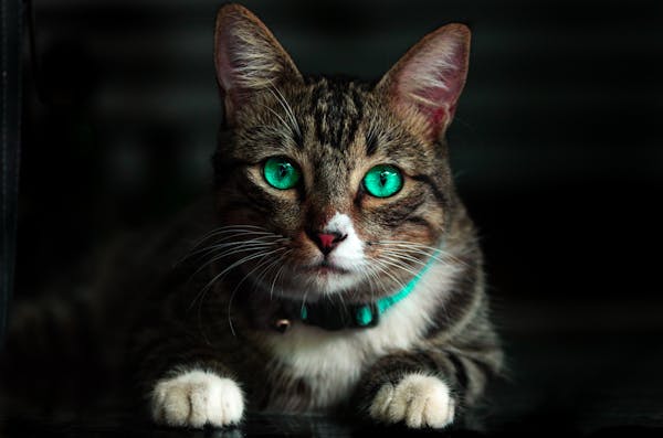Loki