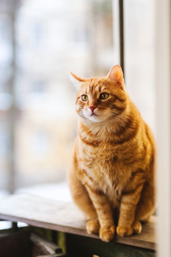 Caramel